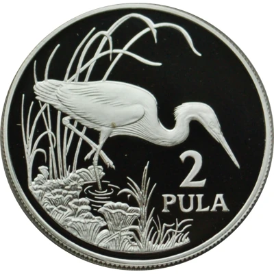 2 Pula Slaty Egret back