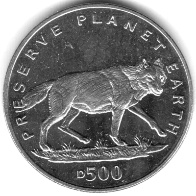 500 Dinara Gray Wolf back