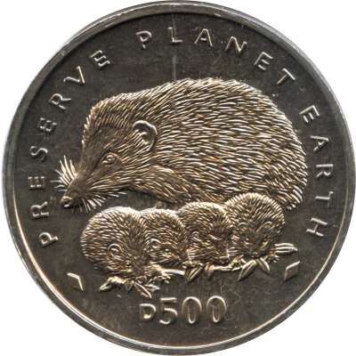 500 Dinara Hedgehogs back